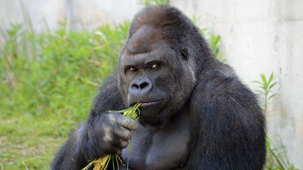 _83872388_afp_gorilla.jpg