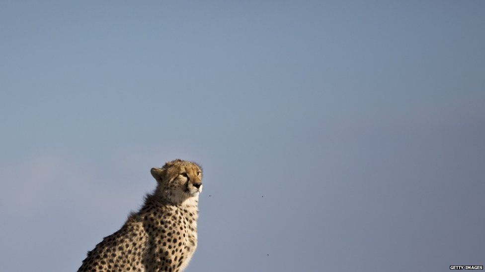 "The idea that just because humans are the smartest animal, anything that is intelligent will become a person is broken. That's like thinking any animal that becomes fast will turn into a cheetah."
