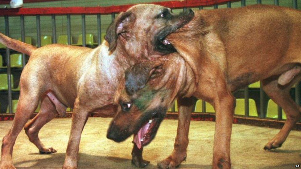 petition: #BanTheBan on “dangerous” dogs