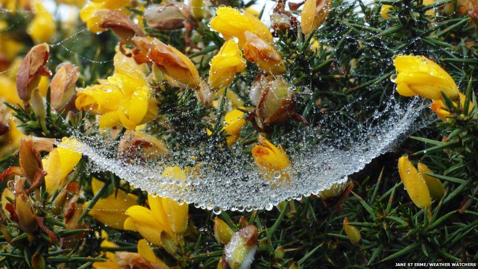 Dew droplets on a spider's web