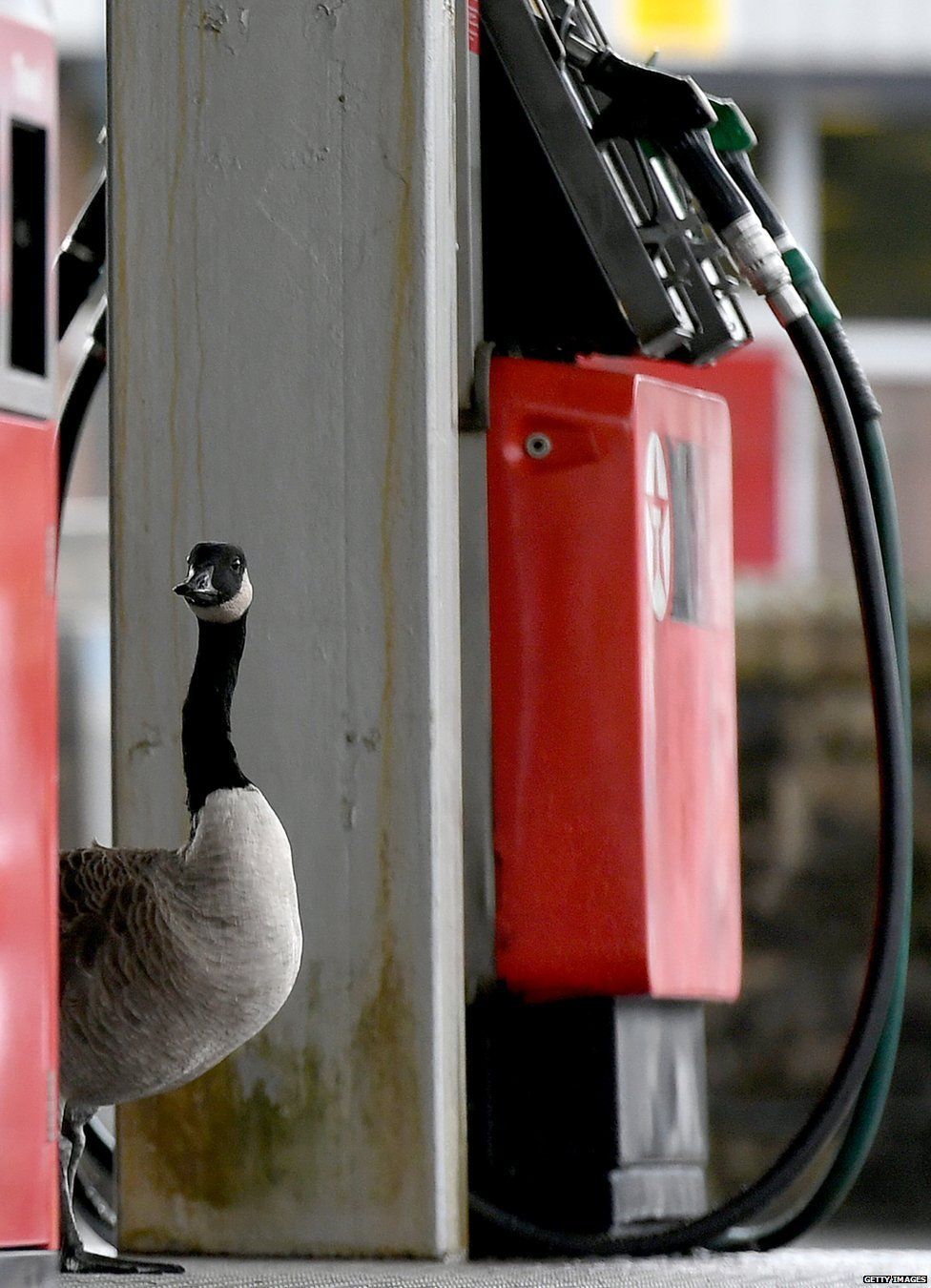 A goose at a petrol pump
