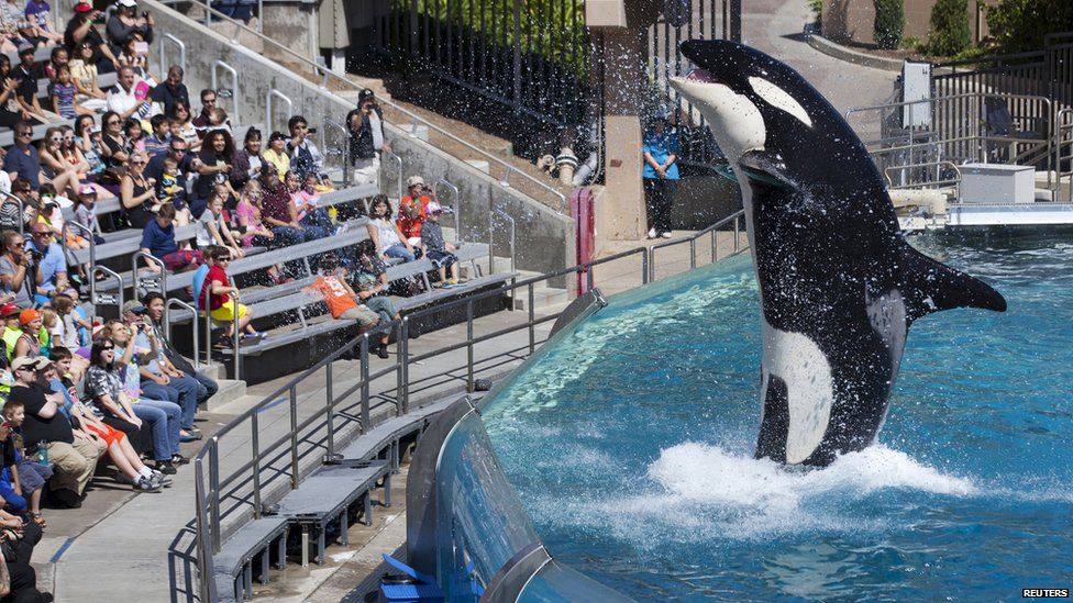 The Story Of SeaWorld S Shamu Killer Whales BBC News