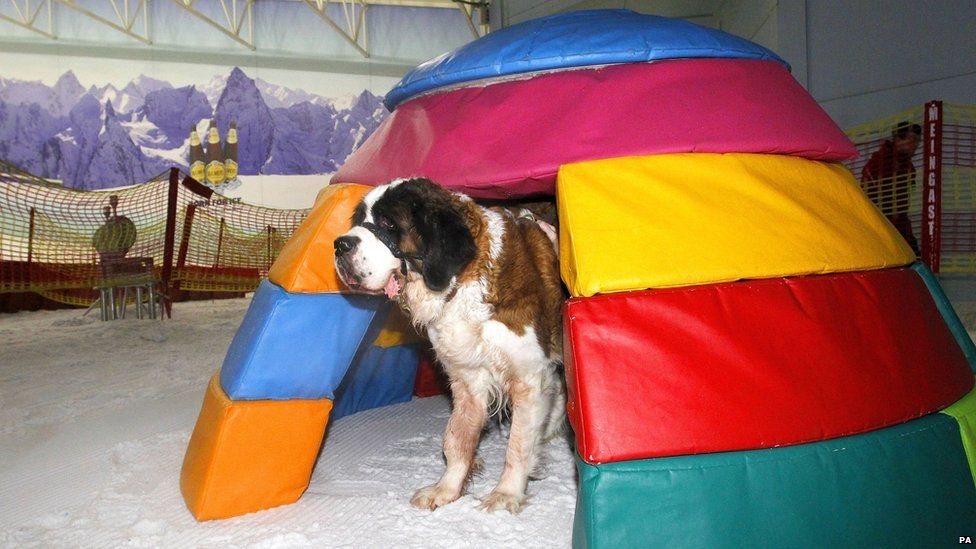 red st bernard