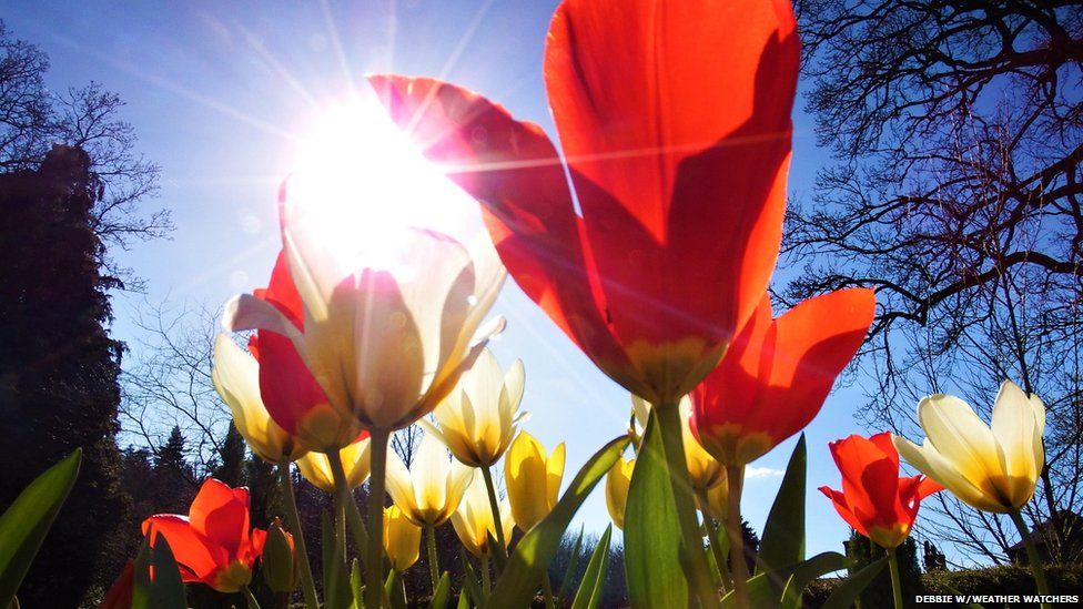 The sun shines through red flowers