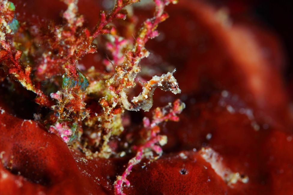 Pygmy seahorse seen off Raja Ampat, West Papua, Indonesia