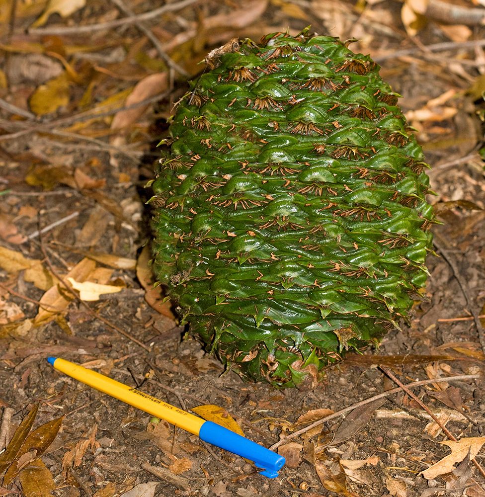 Man injured by pine cone in San Francisco park sues the US government for 5m BBC Newsbeat