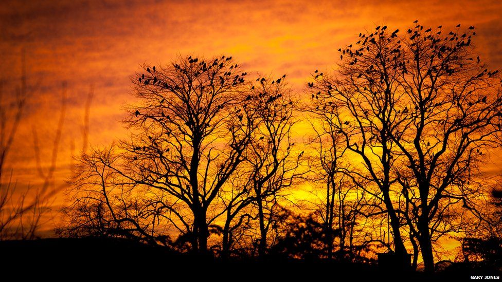 Trees are silhouetted against an amber sunset