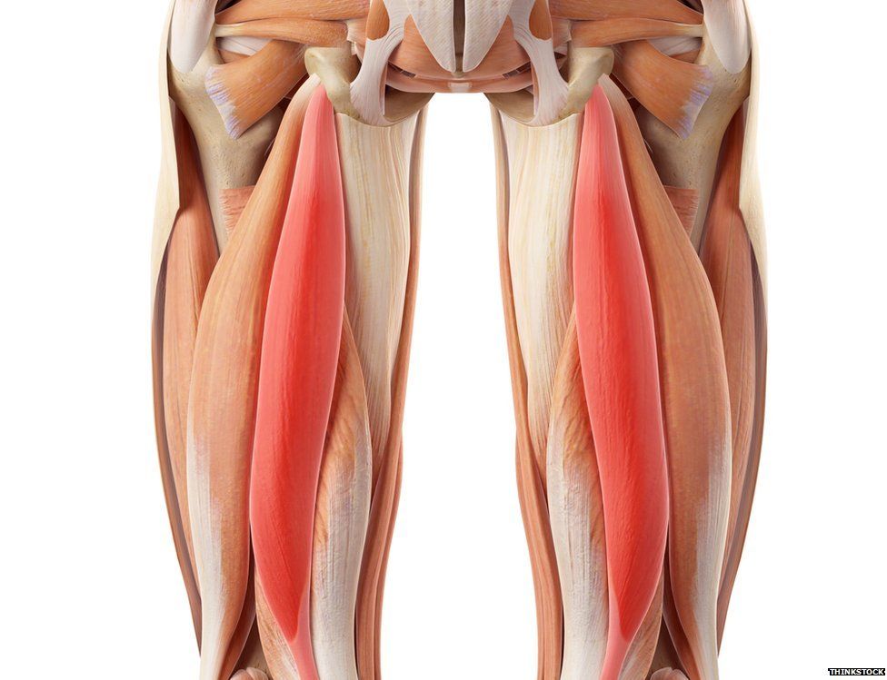 Semitendinosus semimembranosus анатомия