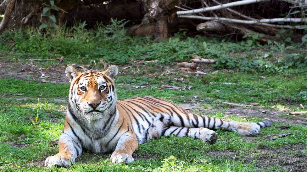 Scientists want to bring cousin of extinct Caspian tiger to Central Asia - BBC News