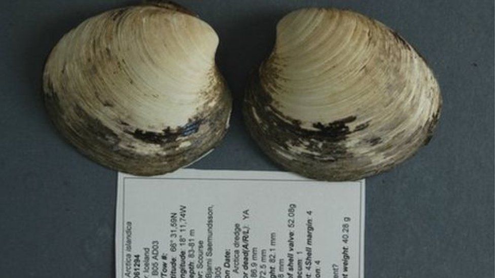 clam information