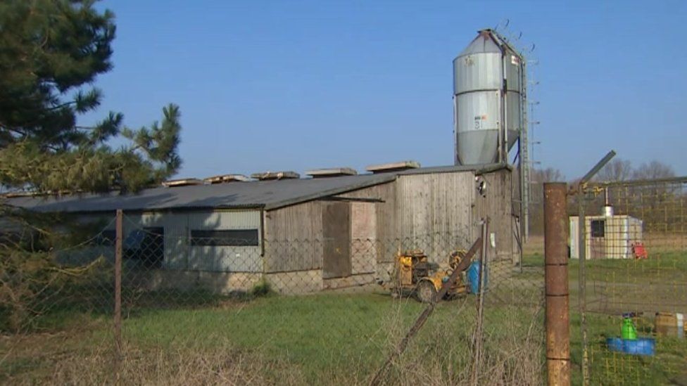 Slaughter Of 23 000 Chickens Starts At Bird Flu Farm BBC News