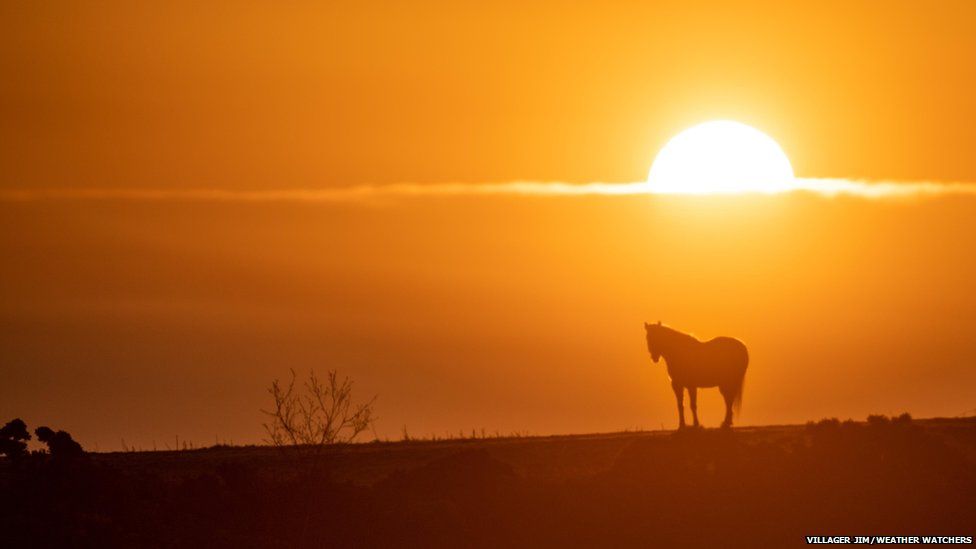 The sun rising over a field. A horse is in silhouette