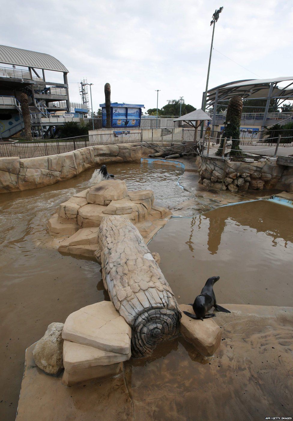 Sea lions at Marineland