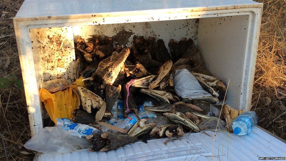 This undated picture introduced through the Northern Territory police exhibits saltwater crocodile heads inside a new freezer box at the rear of a row regarding shops in Humpty Doo city throughout Australia's Northern Territory