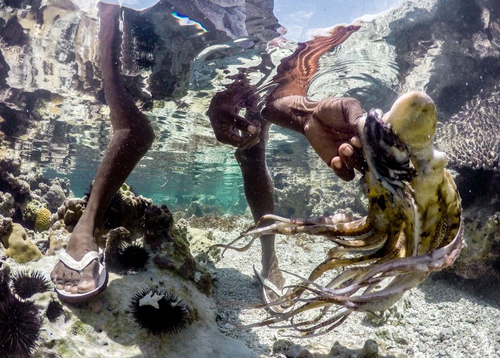 An octopus hunter rinses her catch in the waters off Bwejuu beach