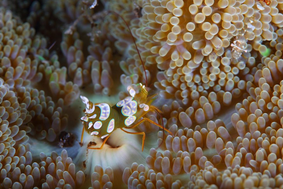 Squat shrimp seen off Anilao, Batangas, Philippines