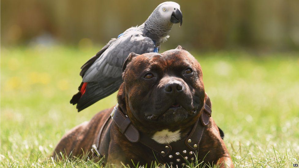 Staffordshire Bull Terrier Takes Parrot For Walk In Leicester BBC