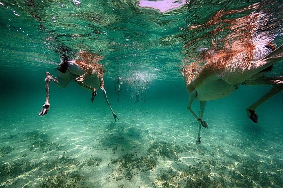 Sand gazelles swimming off Abu Dhabi, United Arab Emirates