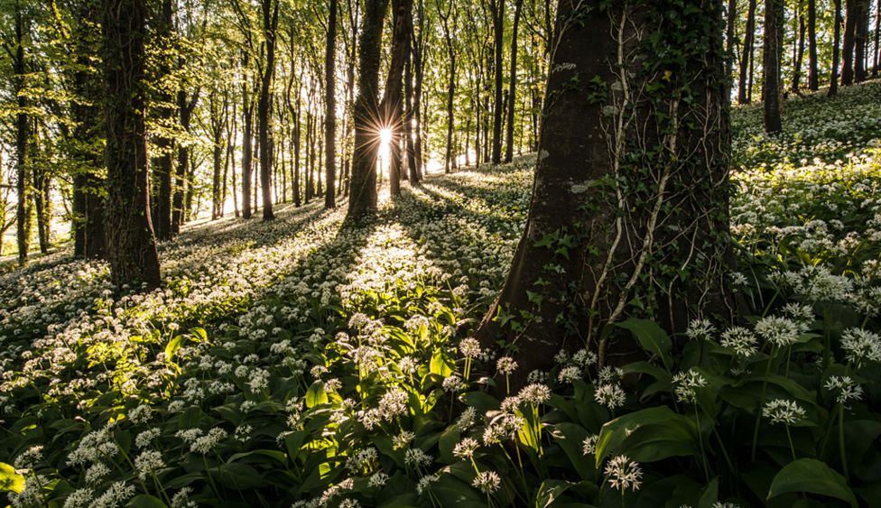 The wild garlic carpet - by Robin Goodlad (UK)
