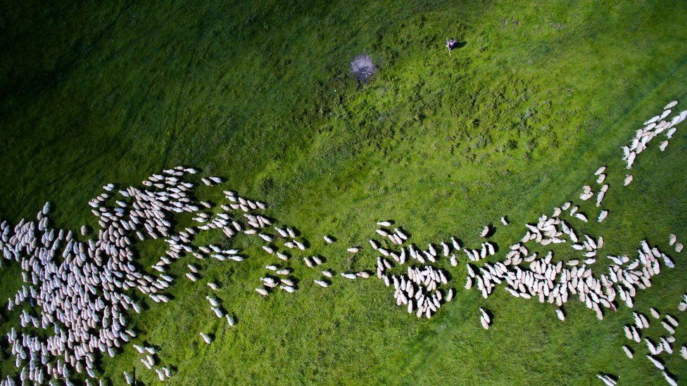 Lots of white sheep against green grass