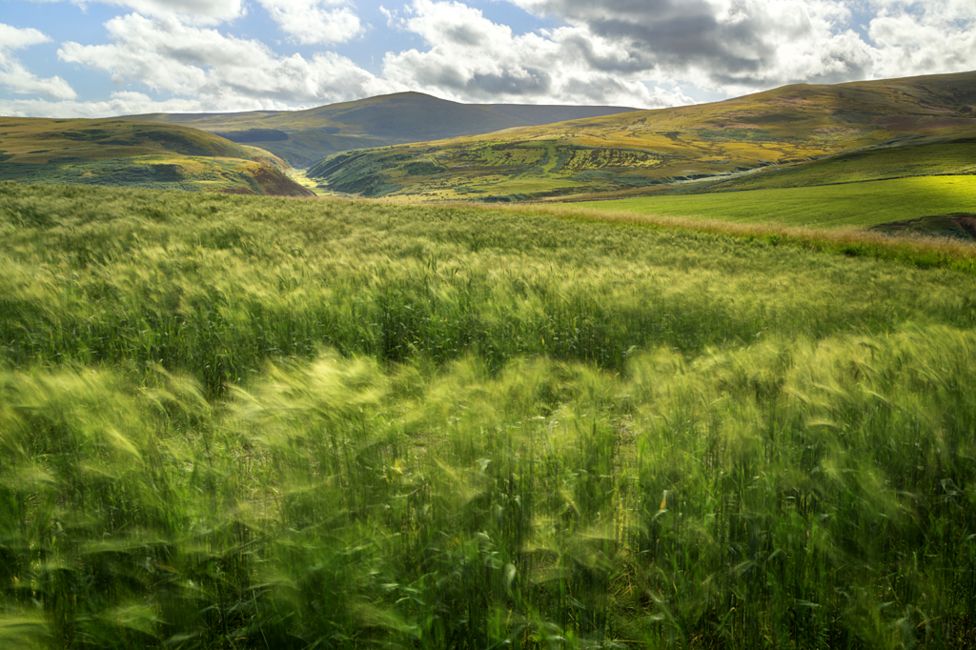 Summer Breeze by Geoff Kell