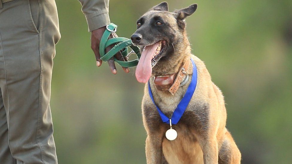 ricky gervais ridgeback