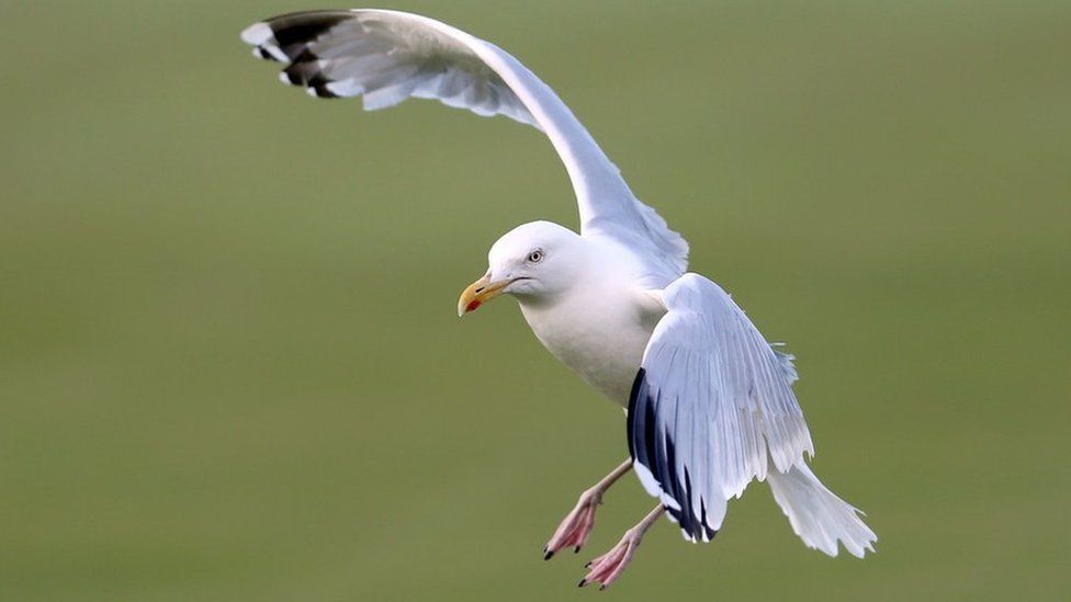 Man who 'drugged' Ibiza seagull regrets posting video - BBC ... - BBC News