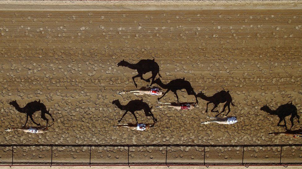 Camel racing, Dubai, UAE