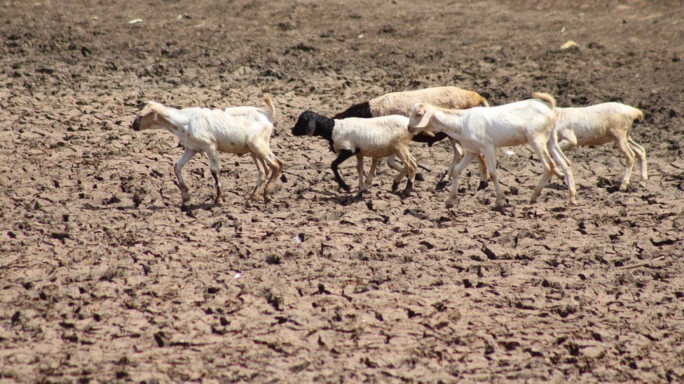 Goats running across mud on watering hole which used to serve 500 homes - in Marsabit, Kenya
