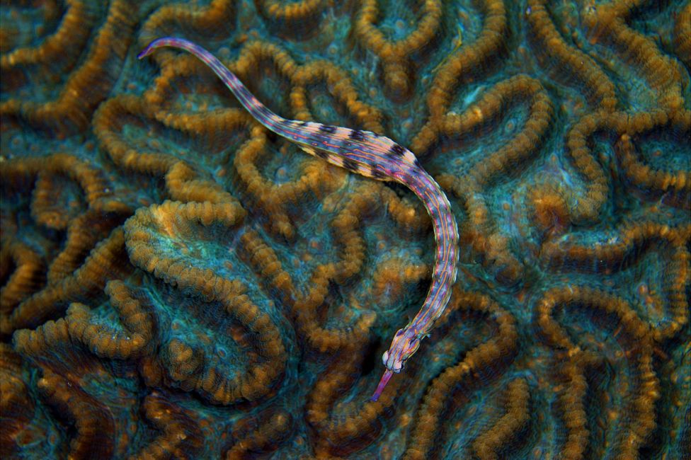 Scribbled pipefish seen off Moalboal, Cebu, Philippines