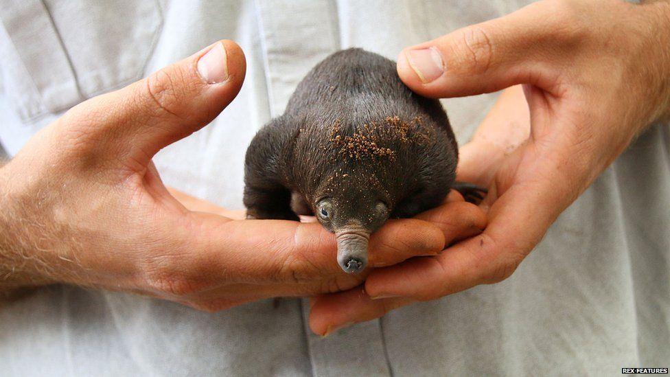 are platypus babies called puggles