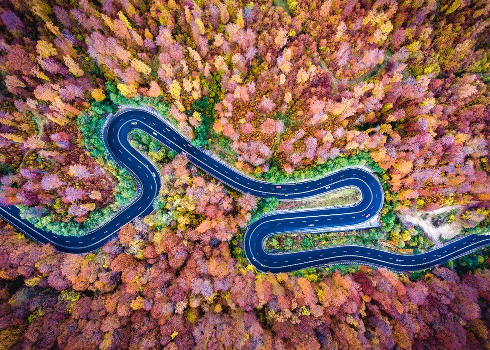 An aerial shot of a winding road and autumnal trees