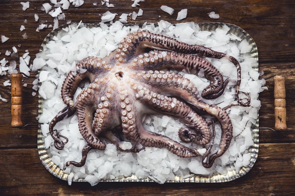 Octopus on Ice - by Petra Novotna (Czech Republic)