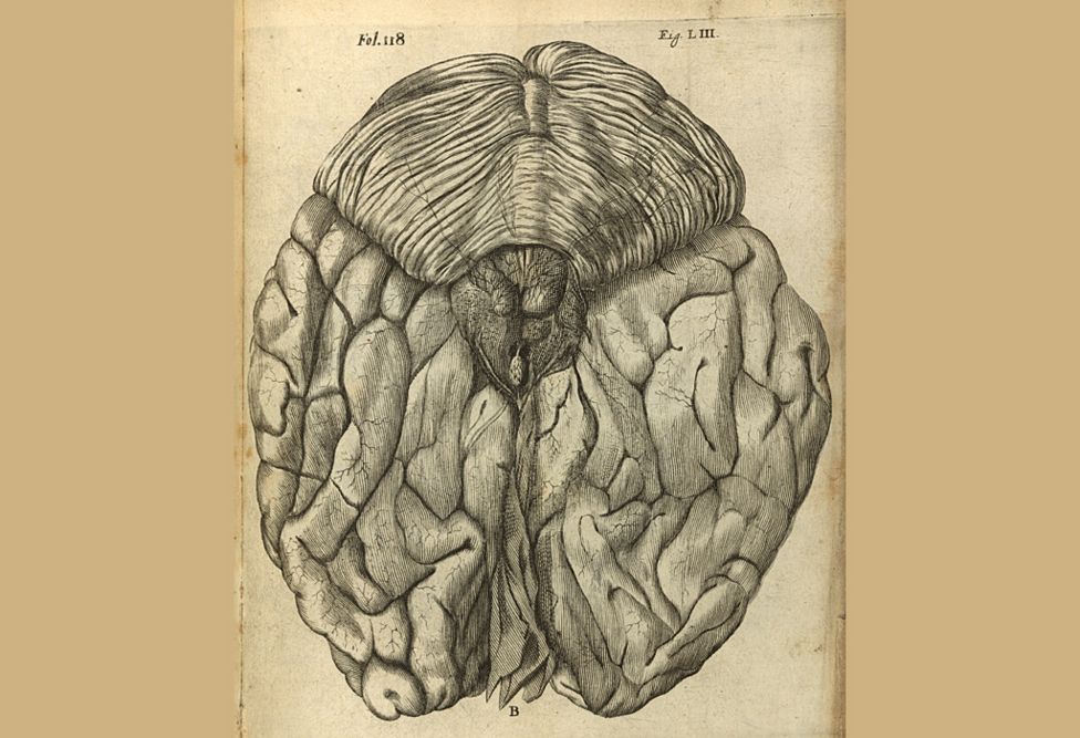 View of posterior brain, from De Hominem by Rene Descartes