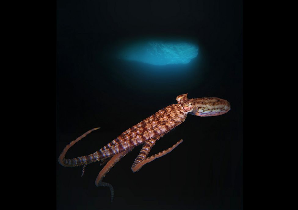 Octopus in a cavern seen off Raja Ampat, West Papua, Indonesia