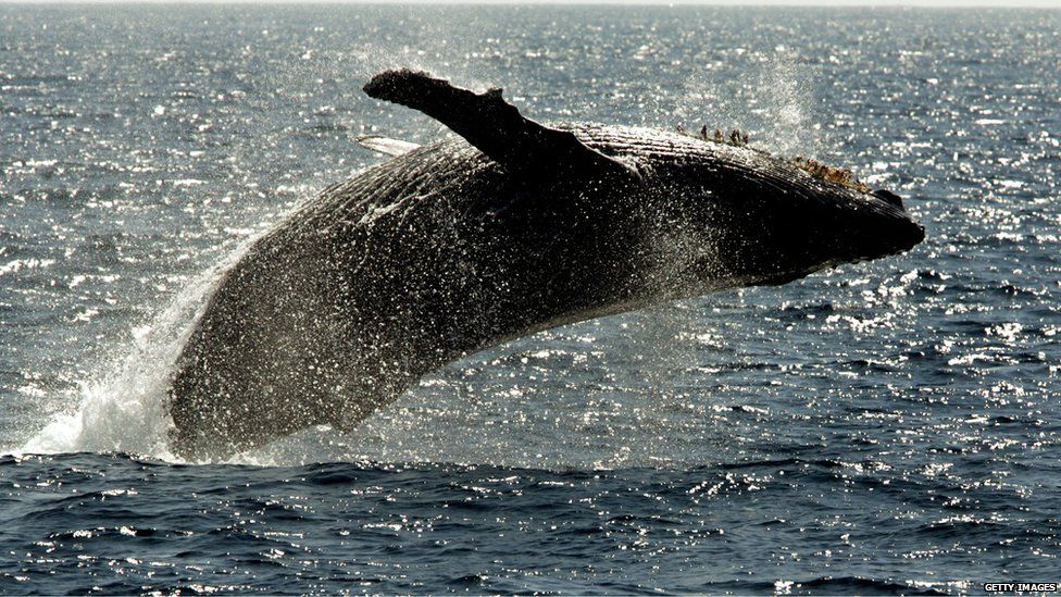 A humpback whale