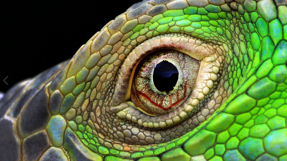 Primerísimo primer plano del ojo de una iguana por Muhammad Roem