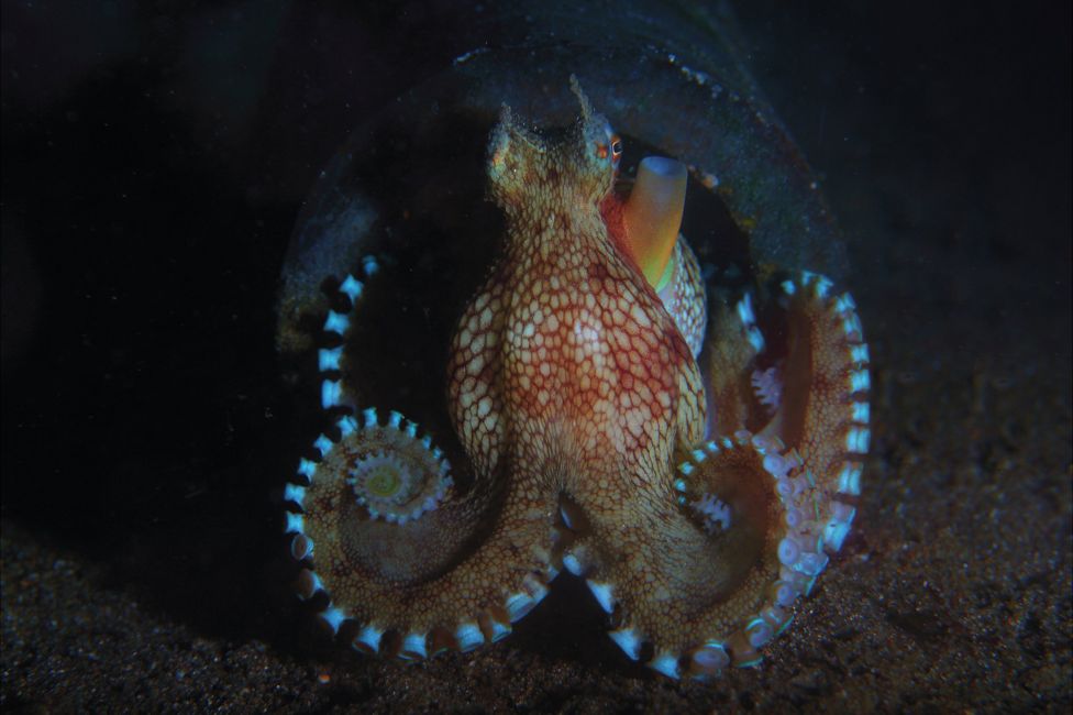 Coconut octopus at night seen off Anilao, Philippines