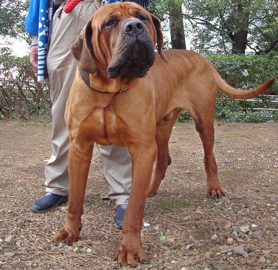 japanese bear fighting dog