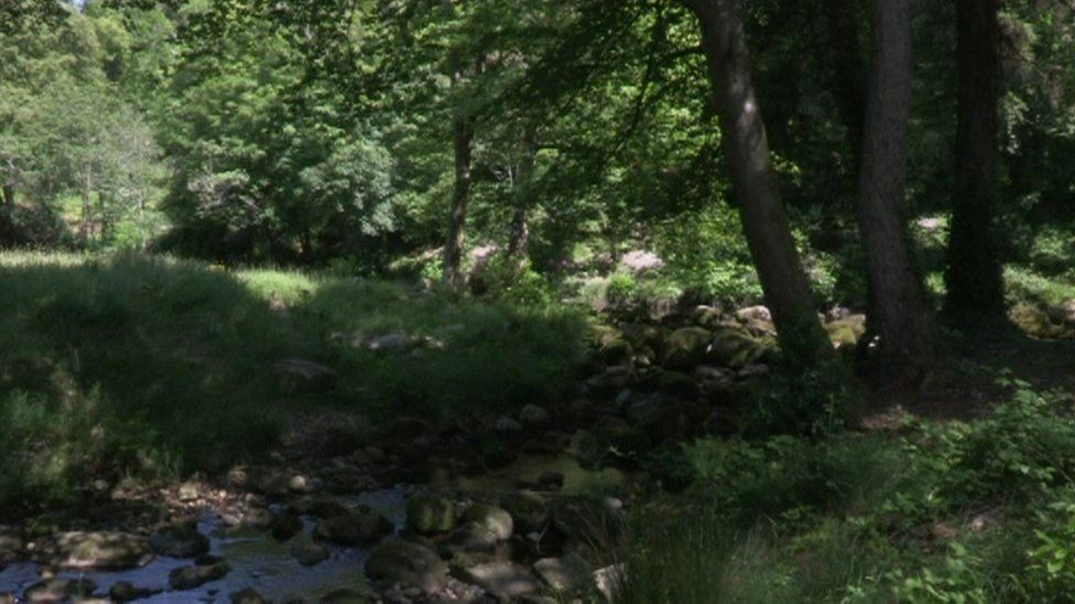 Mourne Park Ancient Woodland Opens To The Public After Years Bbc