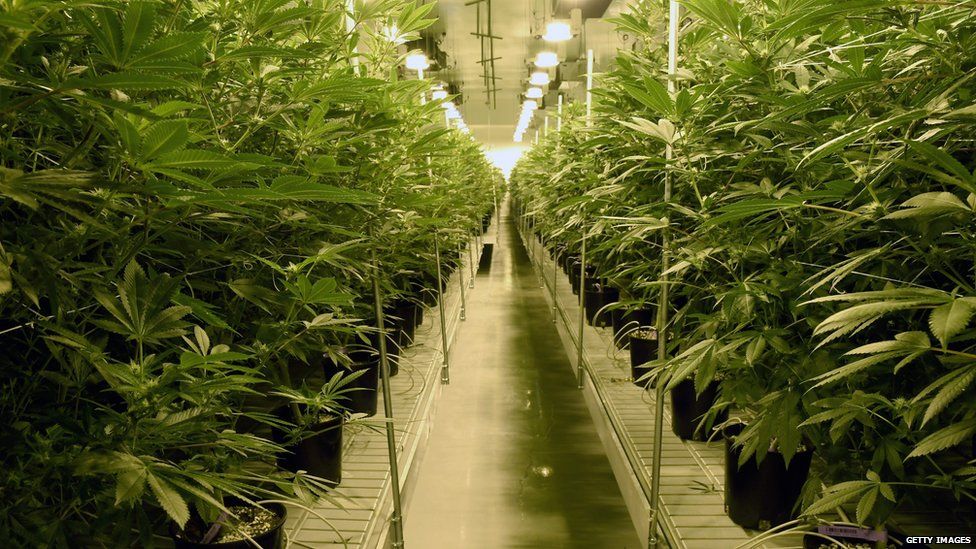 Cannabis growing