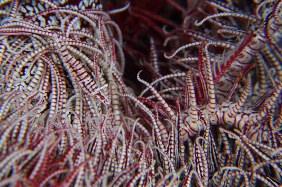 Crinoid shrimp seen off Anilao, Batangas, Philippines