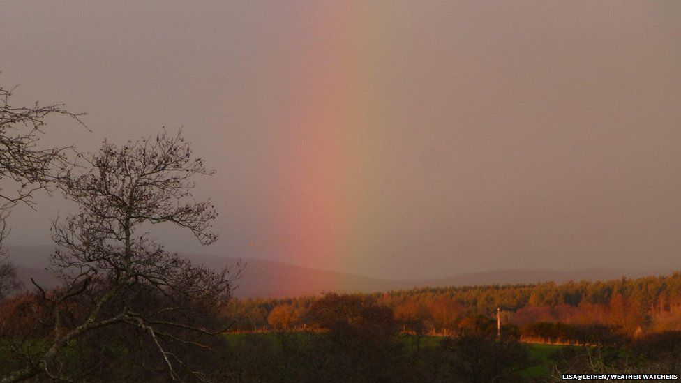 Rainbow in a field