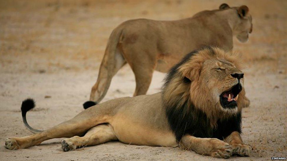 An undated image of Cecil the lion