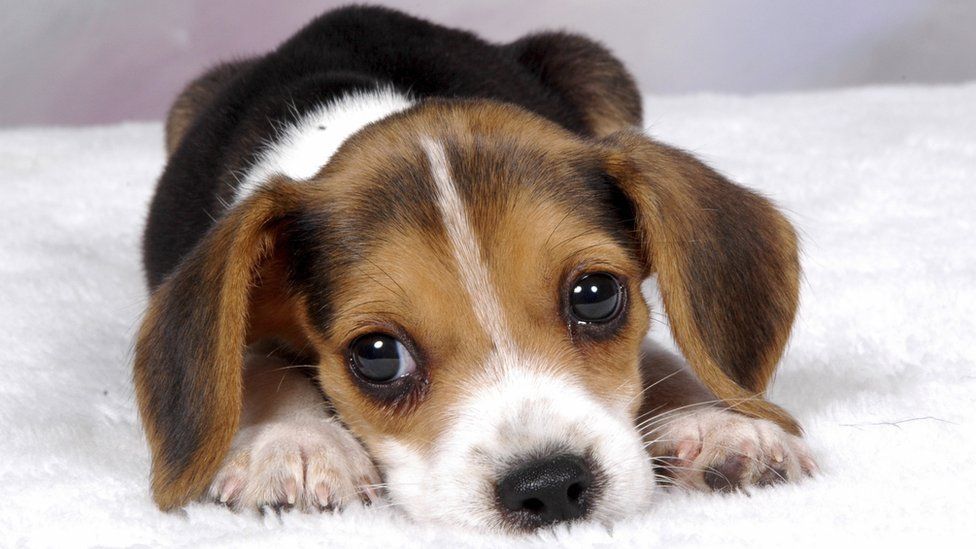 The Reason We Can T Resist Puppy Dog Eyes Explained Bbc Newsbeat