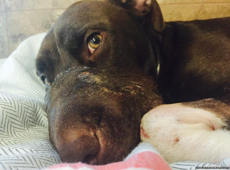 Dog in South Carolina which had its mouth taped shut has surgery - BBC