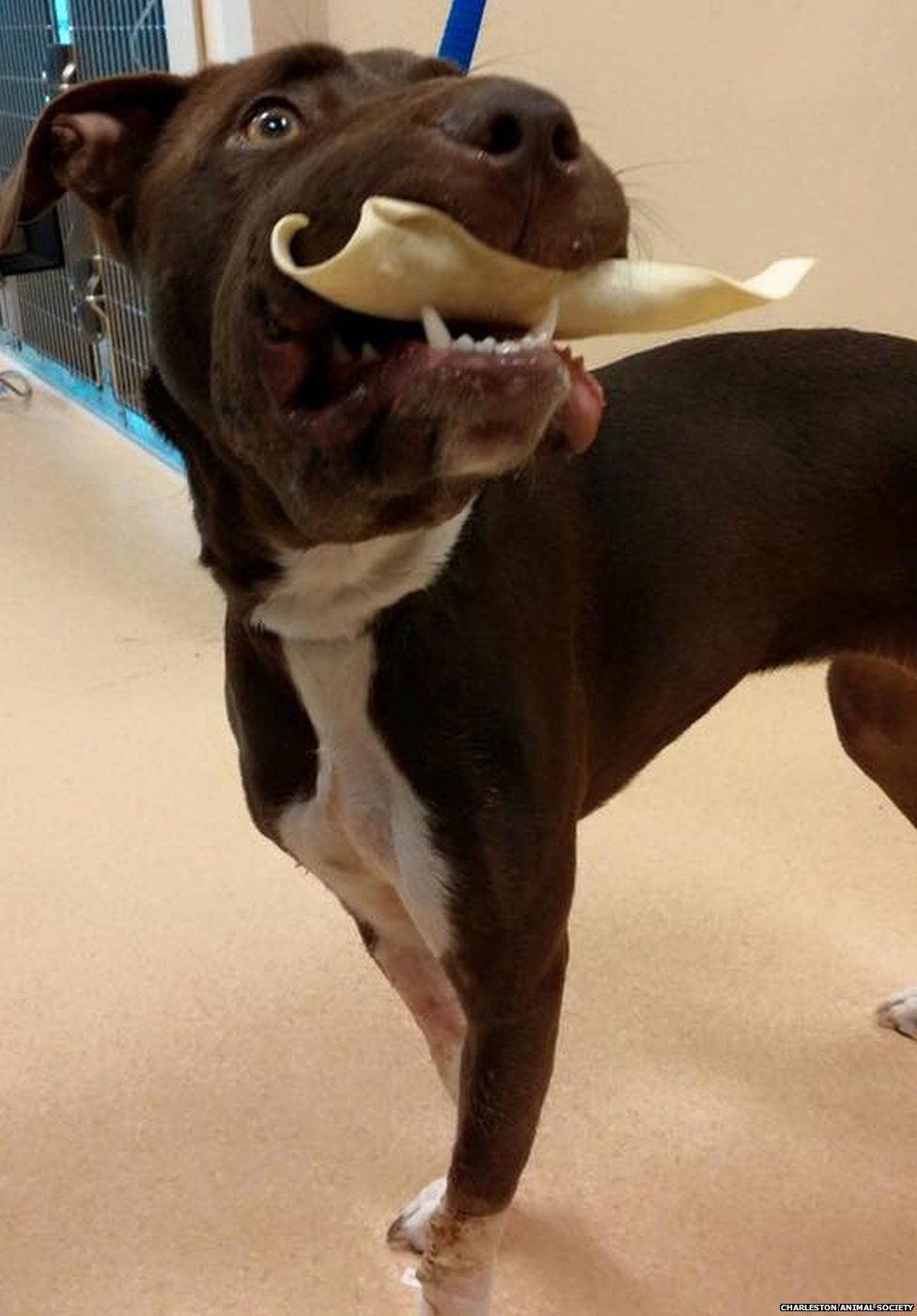 Dog in South Carolina which had its mouth taped shut has surgery - BBC