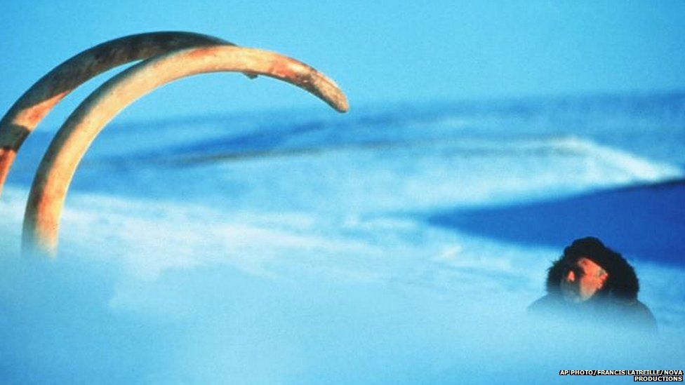Siberian explorer Bernard Buigues, views the tusks of what is believed to be a 23,000 year old woolly mammoth whose body is preserved in the ice in the Taimyr Peninsula, Siberia. The tusks were found in 1999.