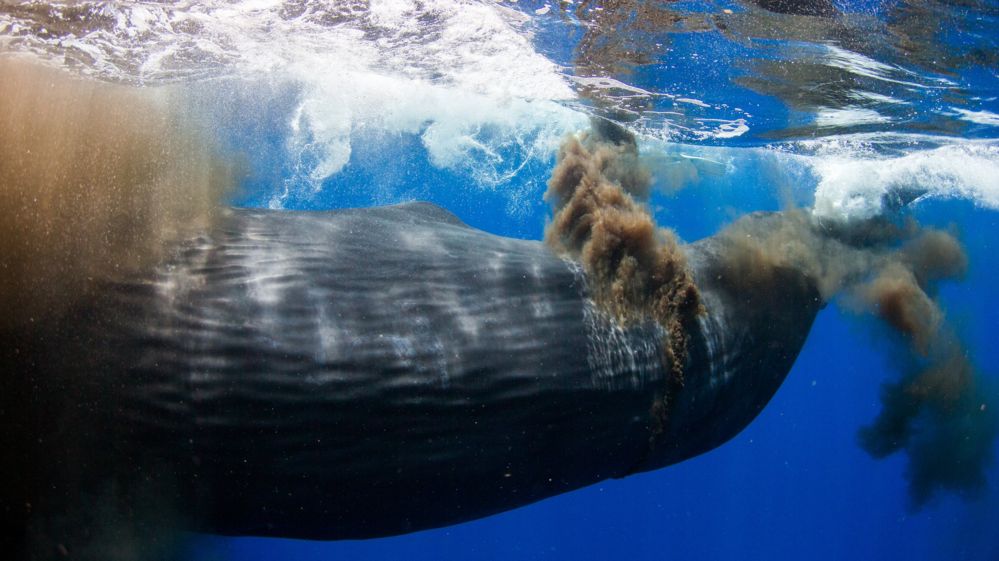 divers-caught-in-sperm-whale-s-giant-underwater-poo-cloud-bbc-newsbeat