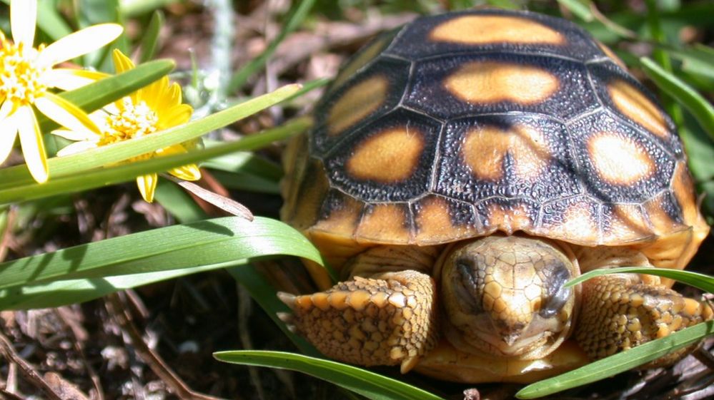 Young tortoise